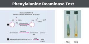 Phenylalanine Deaminase Test Principle, Procedure, Result