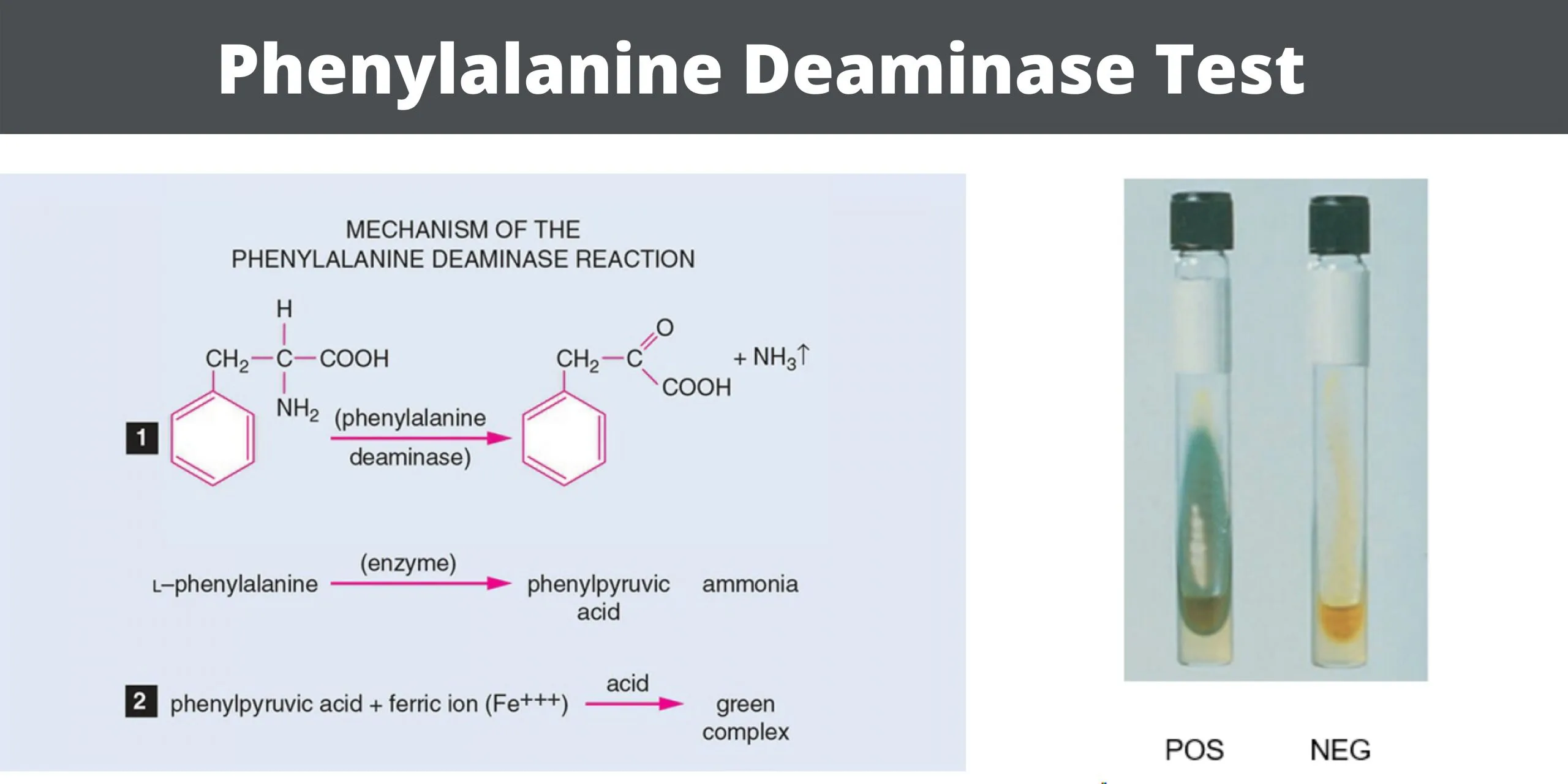 Phenylalanine Deaminase Test Principle, Procedure, Result