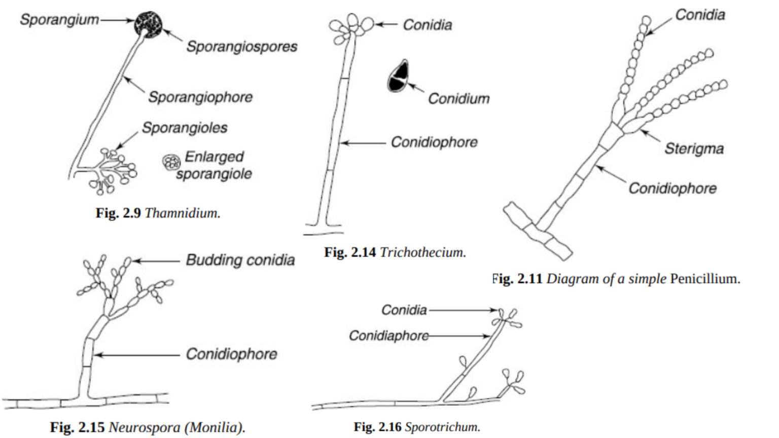 Food Microflora - Molds - Biology Notes Online
