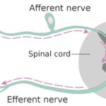 Afferent vs Efferent Neuron - Differences between Afferent and Efferent Neuron