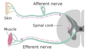 Afferent vs Efferent Neuron –  Differences between Afferent and Efferent Neuron