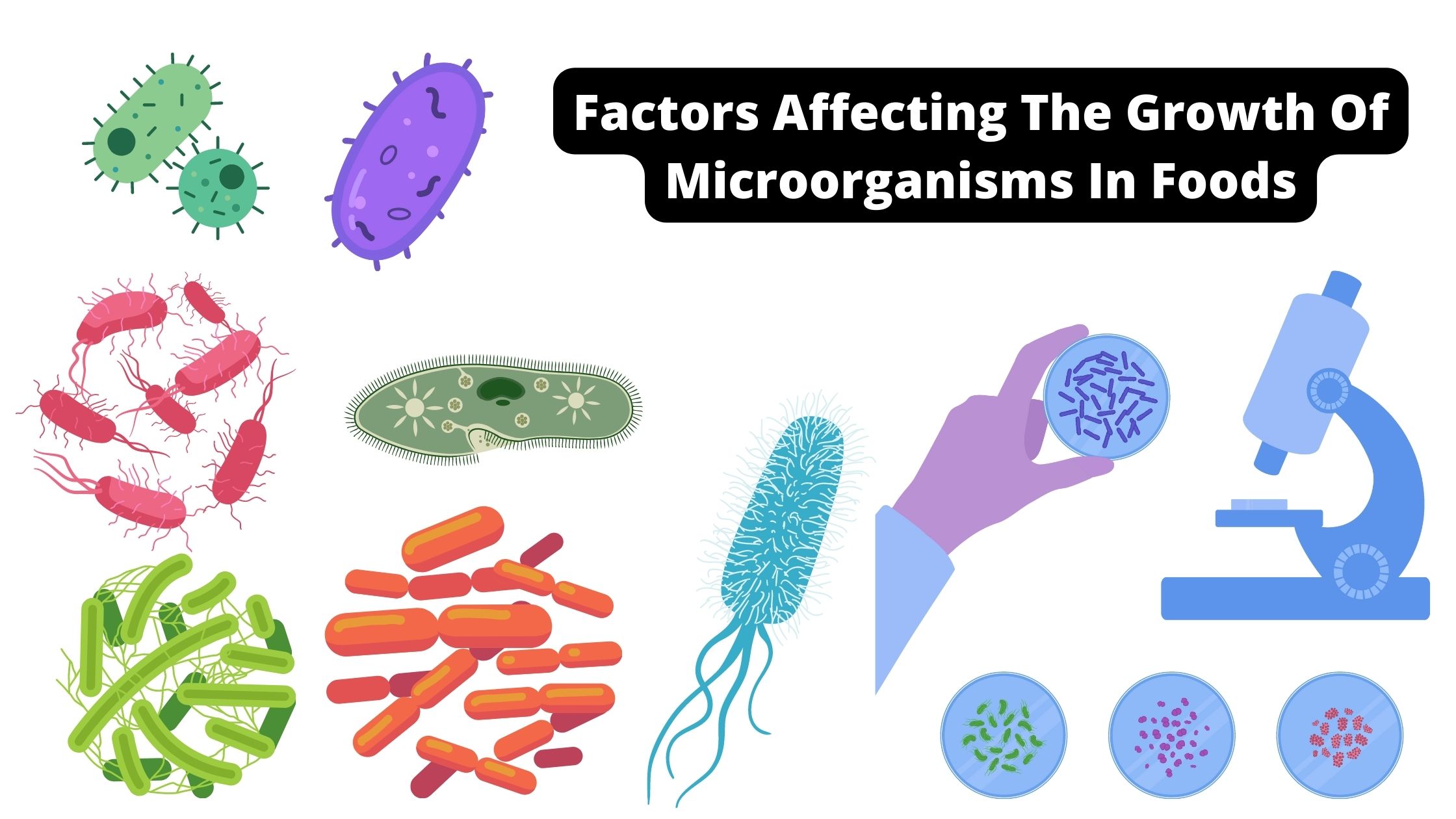 Factors Affecting The Growth Of Microorganisms In Foods