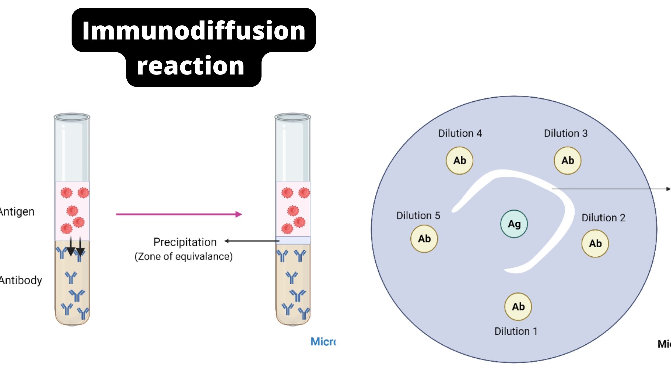 Immunodiffusion reaction 