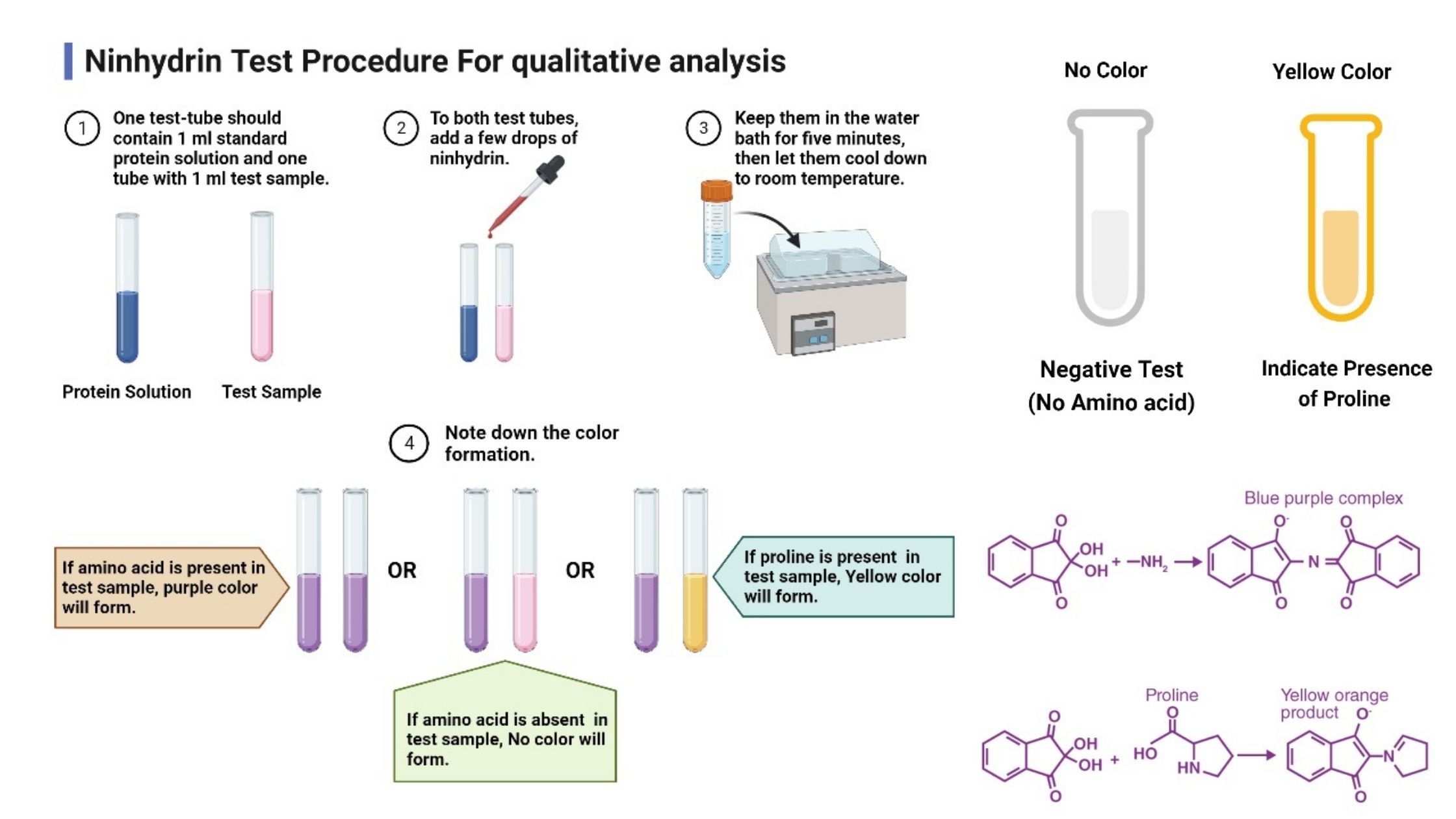 Ninhydrin Test Principle, Procedure, Result, Uses