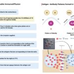 Ouchterlony Double Immunodiffusion Method