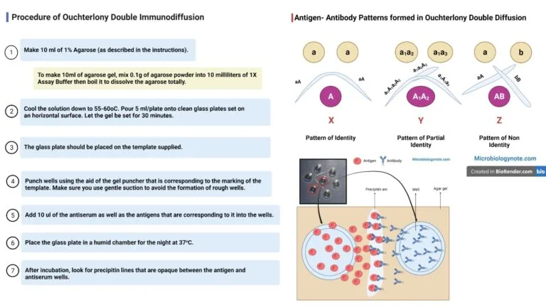 Ouchterlony Double Immunodiffusion Method