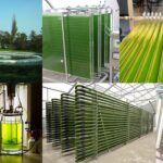Photo bioreactor Definition, Types, Application, Advantages