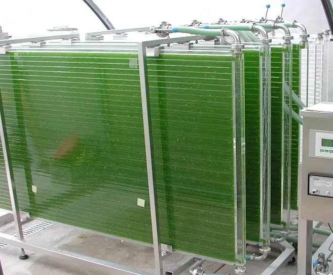 Plate photobioreactor