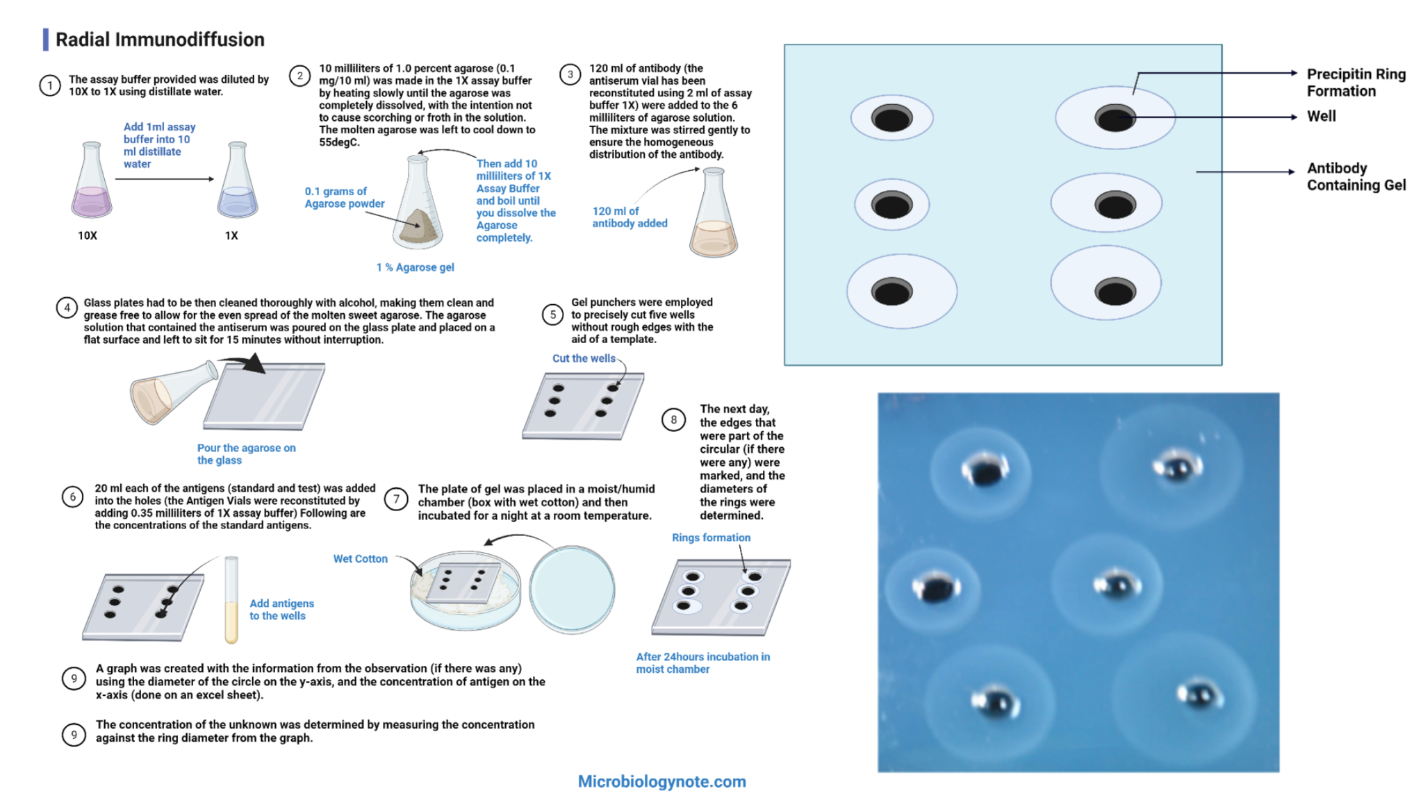 single radial immunodiffusion experiment