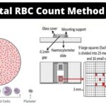 Total Red Blood Cell (RBC) Count - Procedure, Principle, Result