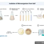 Isolation of Microorganism from Soil