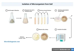 Isolation of Microorganisms from Soil