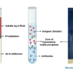 Precipitin Ring Test Principle, Procedure, Result
