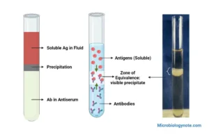Ring Precipitation Test – Principle, Procedure, Result