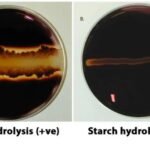 Starch Hydrolysis Test - Principle, Procedure, Results, Uses