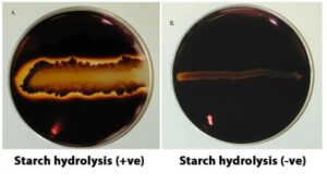 Starch Hydrolysis Test – Principle, Procedure, Results, Uses