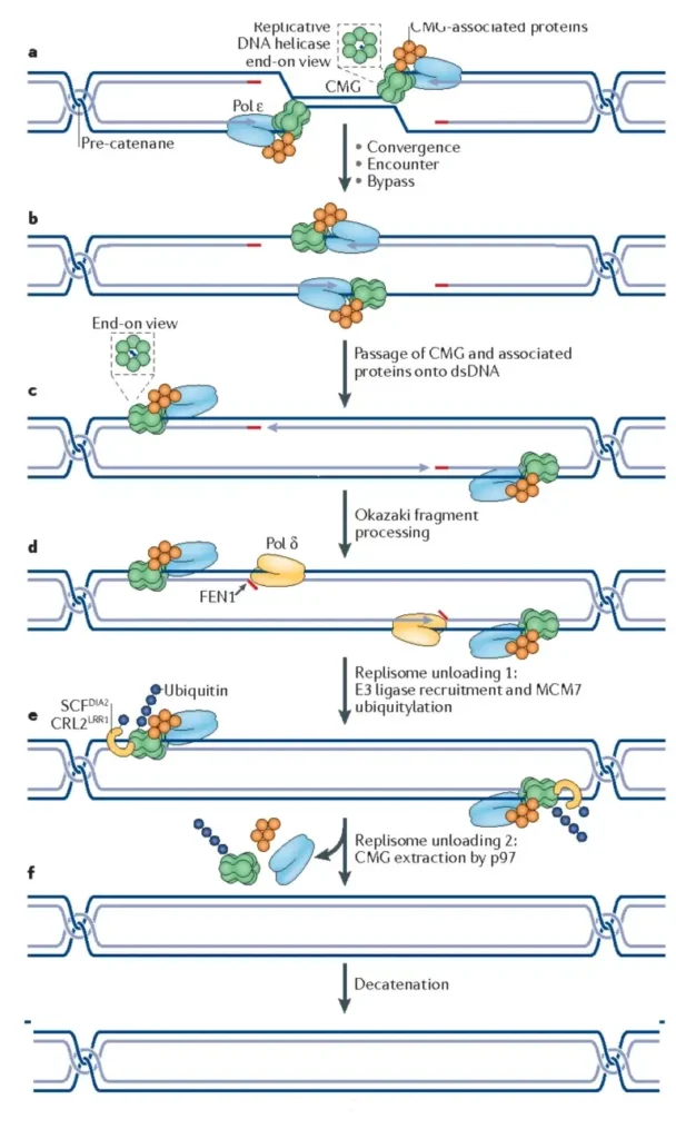 Fig 5: Termination involves merging of the two neighbouring forks (Dewar & Walter, 2017).