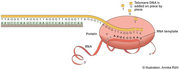 Fig 8: Synthesis of telomeric DNA repeats by Telomerase (Verhoeven et al, 2014).