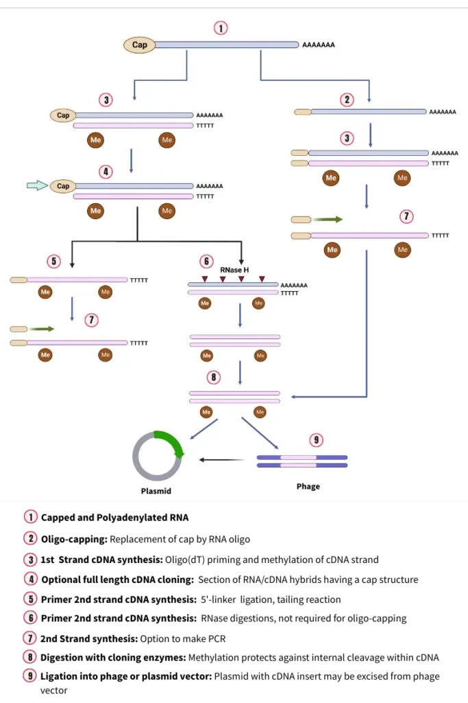 Steps of cDNA cloning