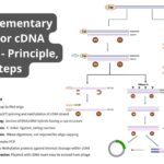 Complementary DNA or cDNA cloning - Principle, Steps 