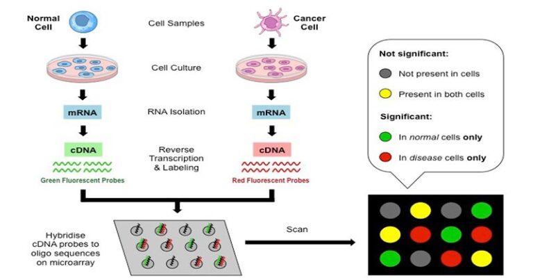 DNA Microarray Principle, Types and Steps involved in cDNA microarrays ...