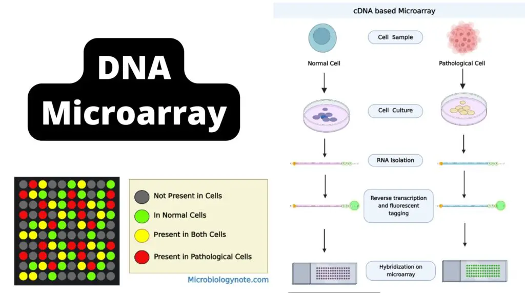 DNA Microarray Principle, Types And Steps Involved In CDNA Microarrays ...