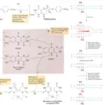 DNA Repair Mechanisms and Types