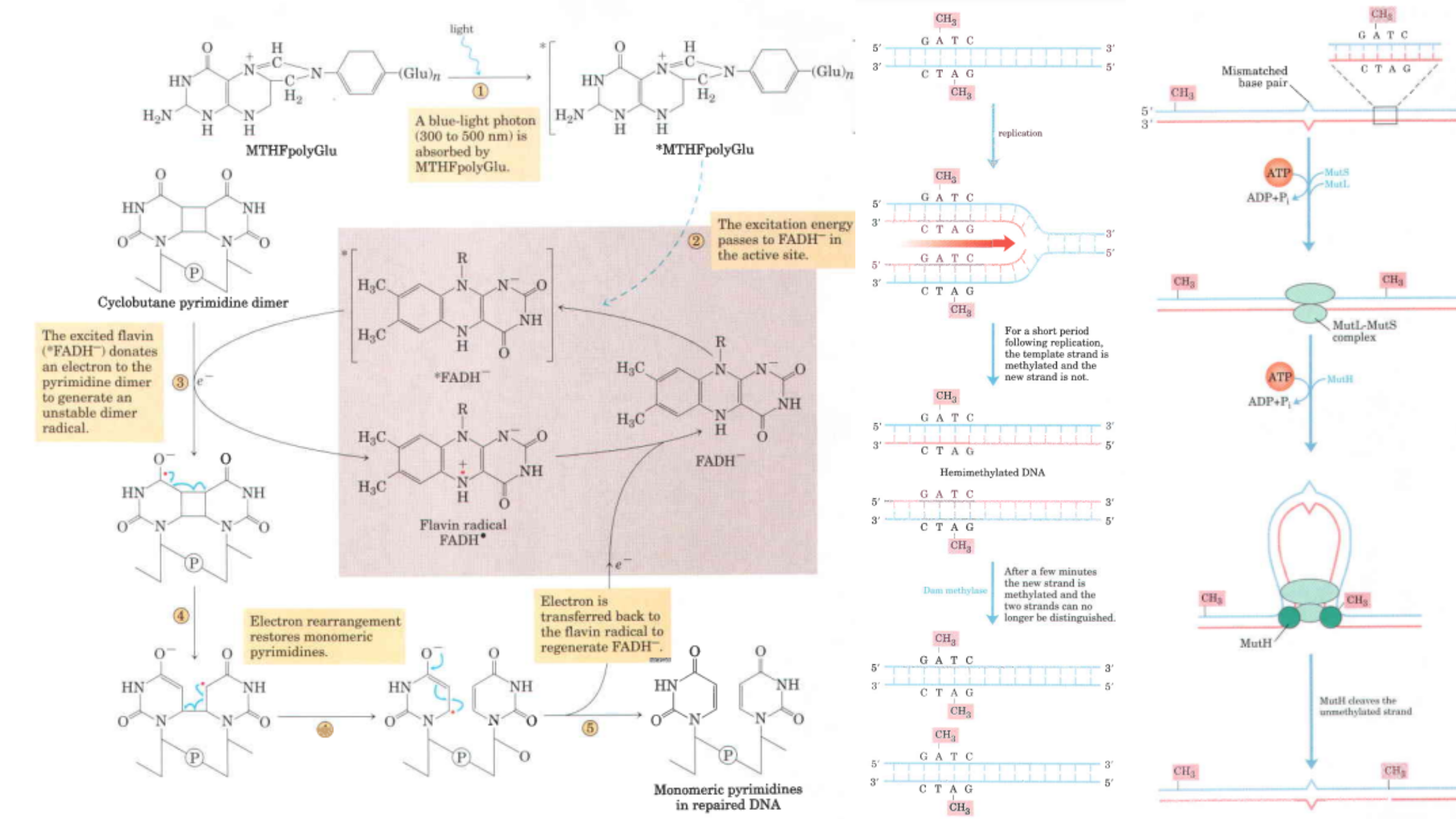 DNA Repair Mechanisms and Types