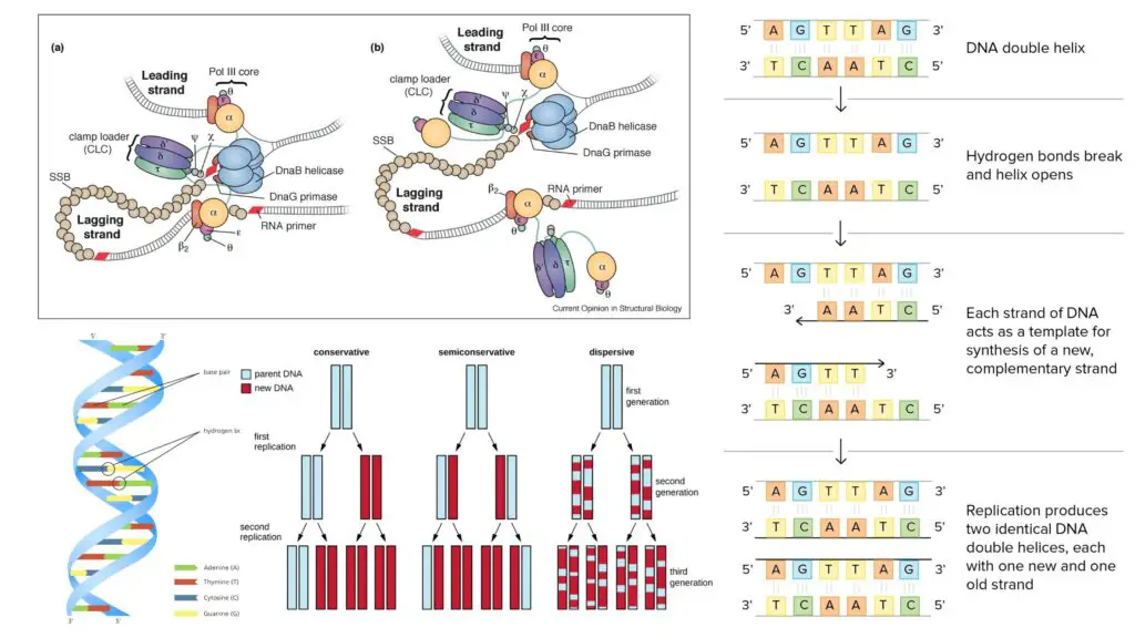 What is DNA Replication? - Steps, Enzymes, Mechanism, Applications ...