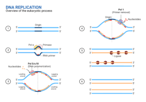 What is DNA Replication? - Steps, Enzymes, Mechanism, Applications ...
