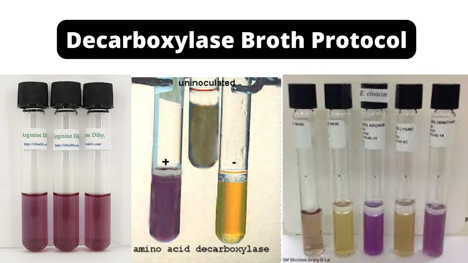 Decarboxylase Broth Protocol