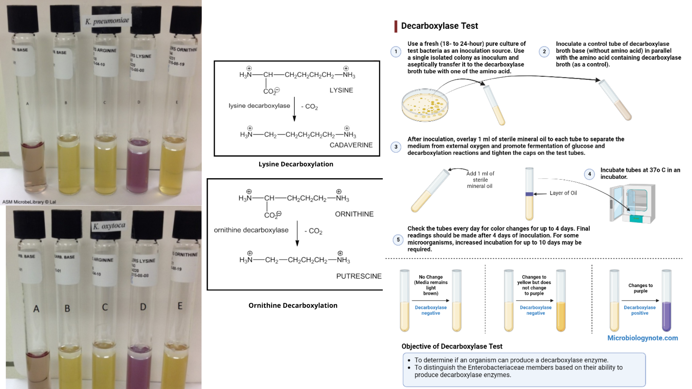 Decarboxylase Test Principle, Procedure, Results, Uses