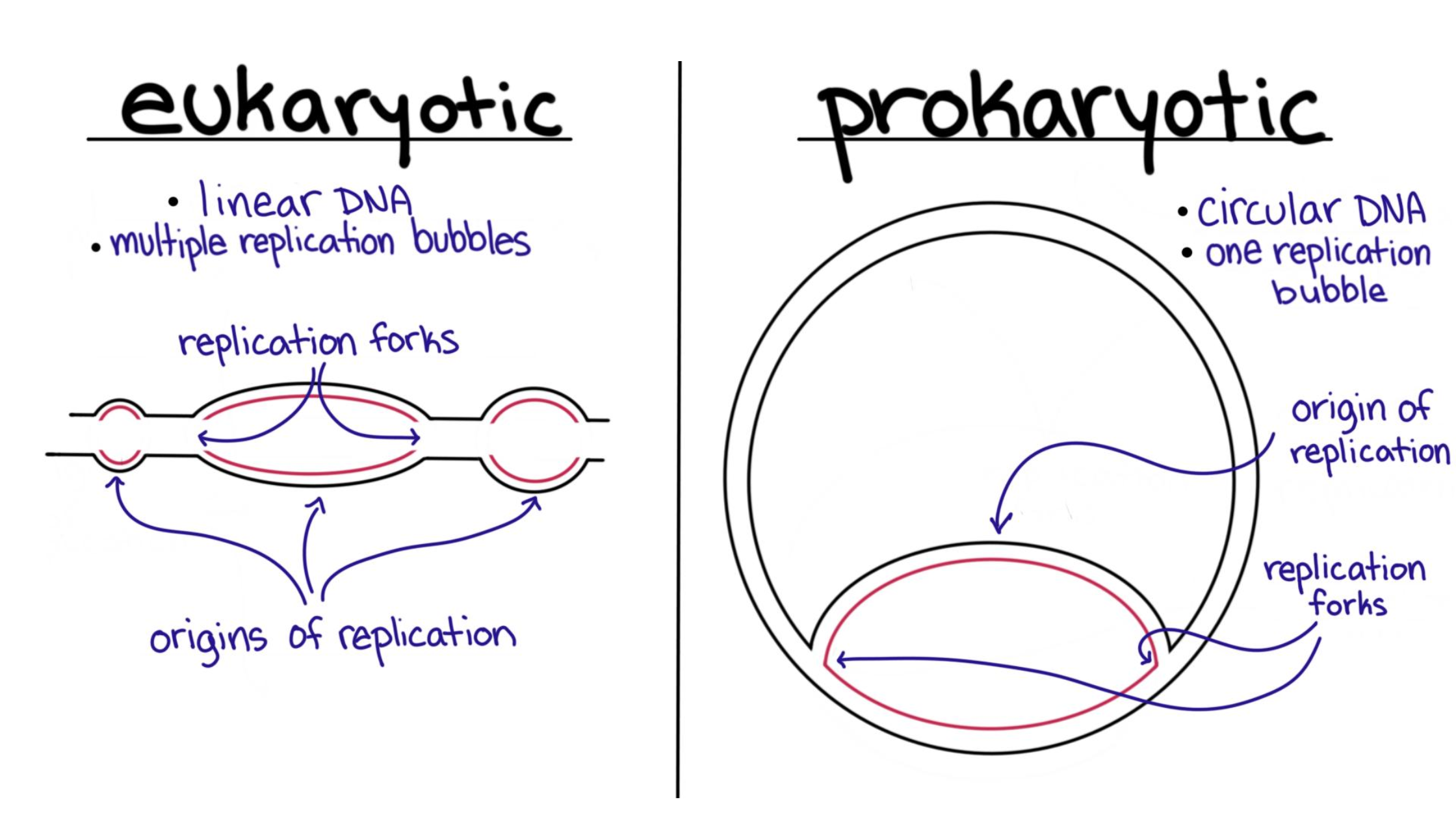 Difference between eukaryotic and prokaryotic dna replication