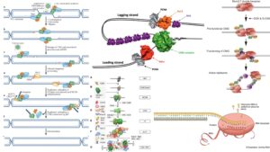 Eukaryotic DNA Replication – Definition, Steps, Singnification