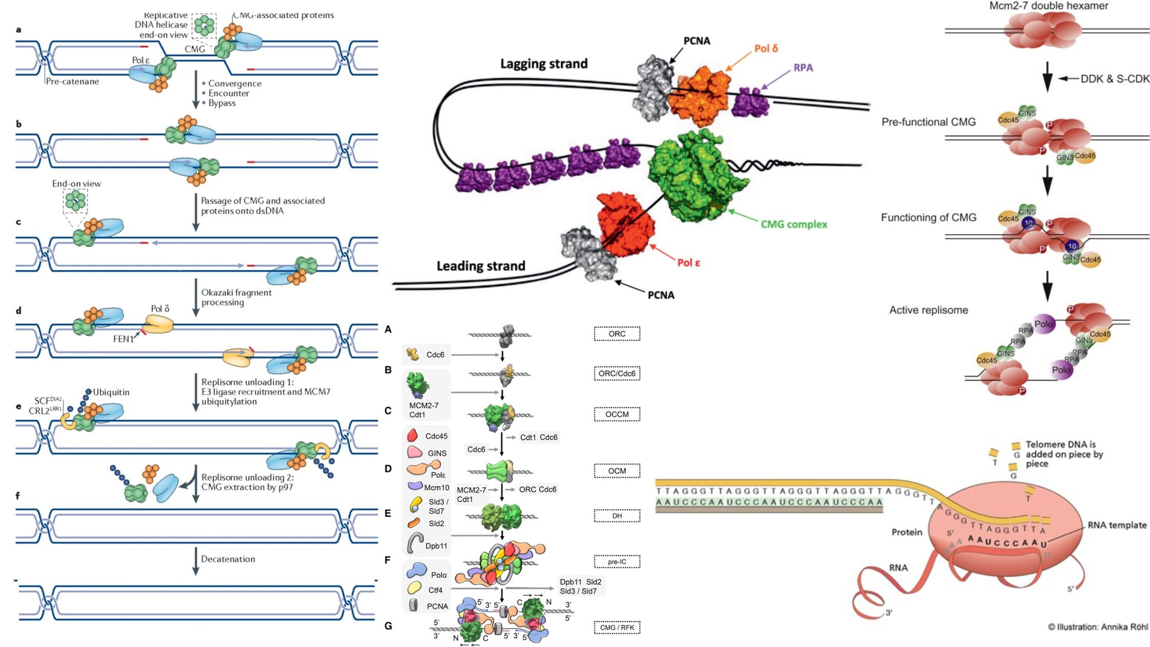 Eukaryotic DNA Replication