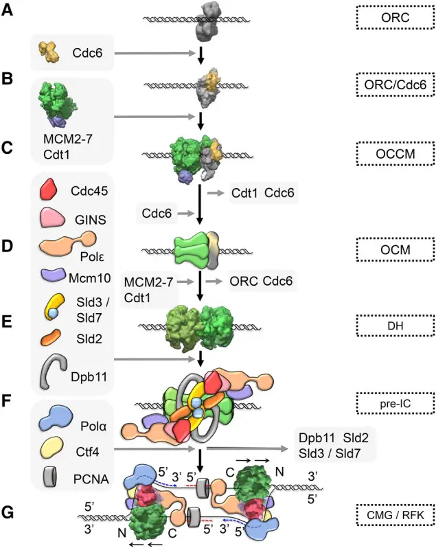 Eukaryotic initiation of DNA replication