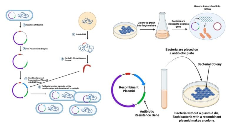 Gene Cloning - Steps, Definition, Applications