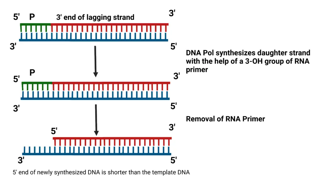 Shortening of the chromosome ends.