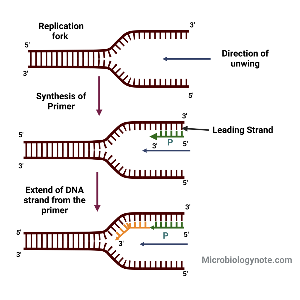 Eukaryotic DNA Replication - Definition, Steps, Singnification ...