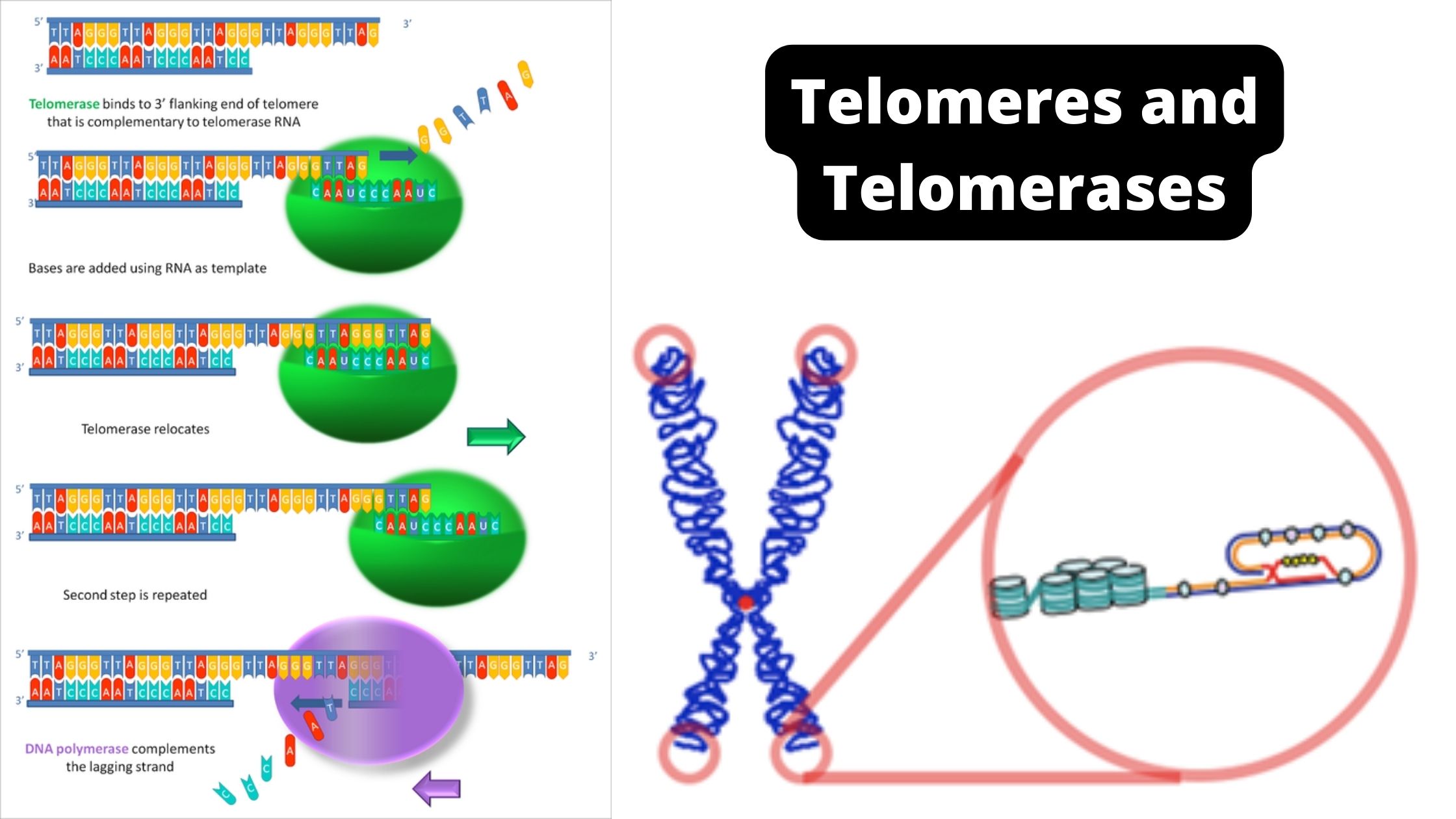 What are Telomeres and Telomerases?