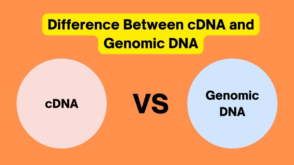 Difference Between cDNA and Genomic DNA - cDNA vs genomic DNA - Biology ...