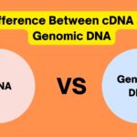 Difference Between cDNA and Genomic DNA - cDNA vs genomic DNA