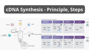 cDNA Synthesis – Principle, Protocol 