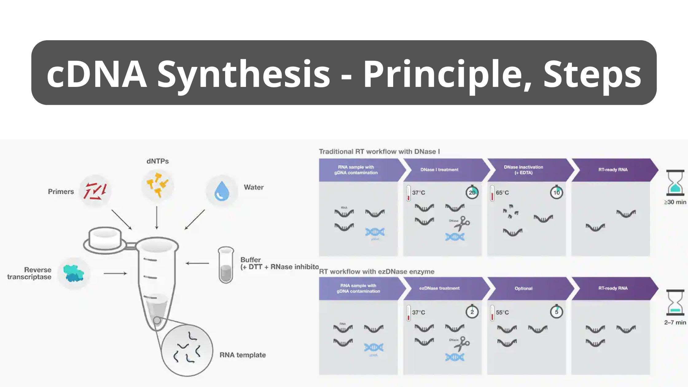 cDNA Synthesis - Principle, Steps