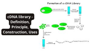 cDNA library – Definition, Principle, Construction, Uses
