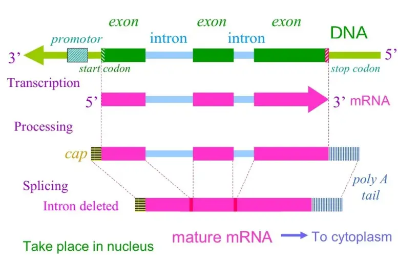 cDNA library Definition, Principle, Construction, Uses Biology