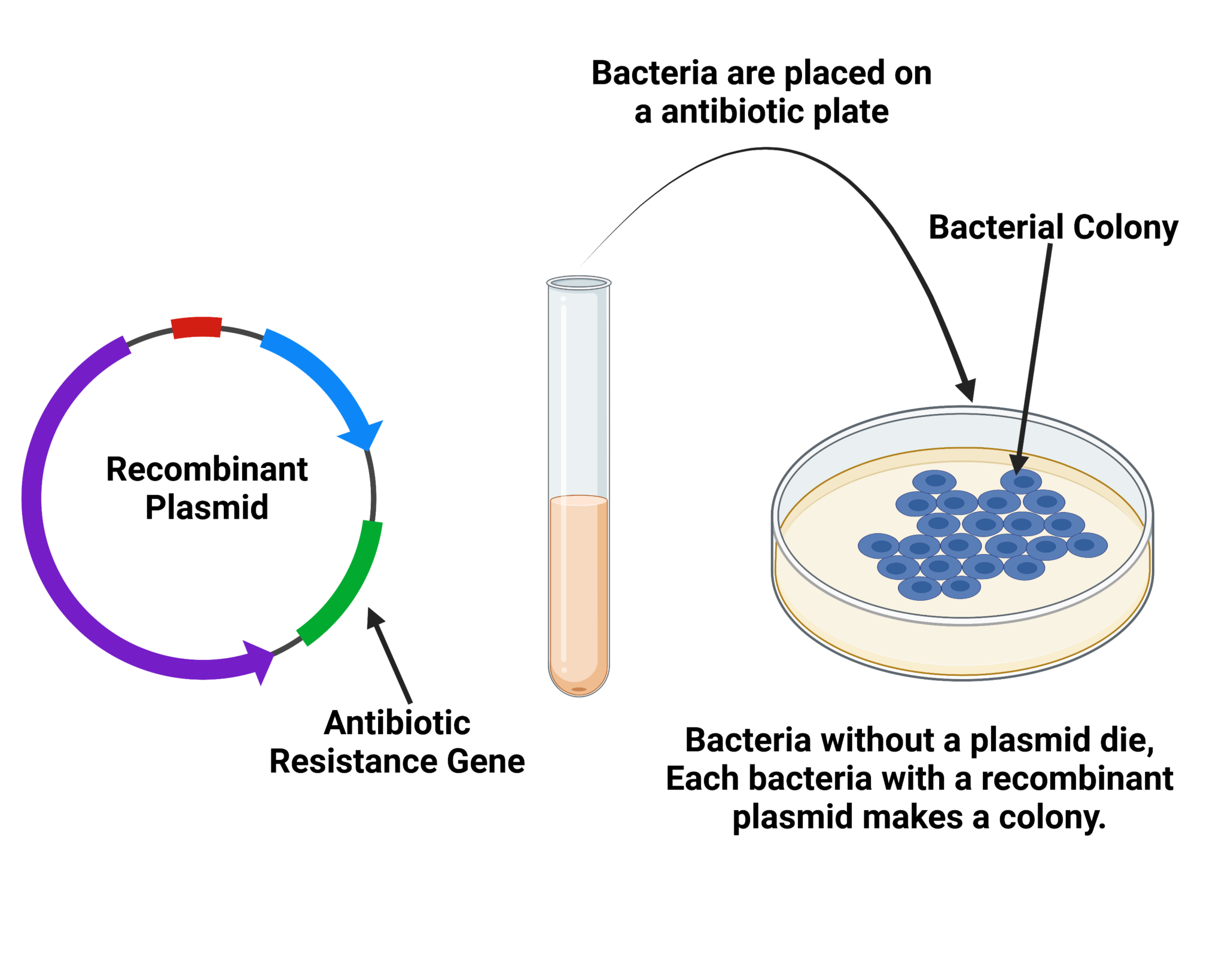 Gene Cloning - Steps, Definition, Applications - Biology Notes Online