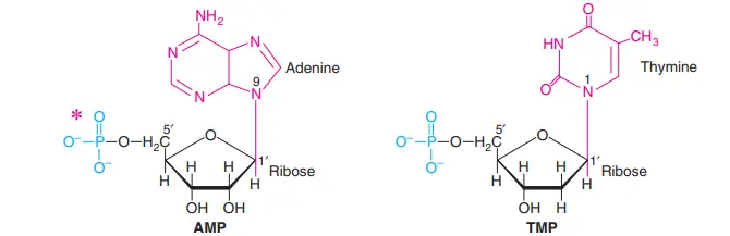 The structures of adenosine 5c-monophosphate (AMP) and thymidine 5c-monophosphate (TMP)