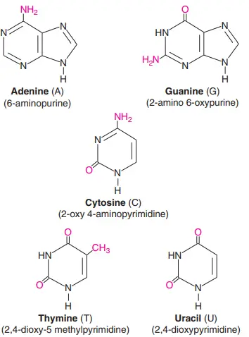 Structures of major purines (A, G) and pyrimidines (C, T, U) found in nucleic acids