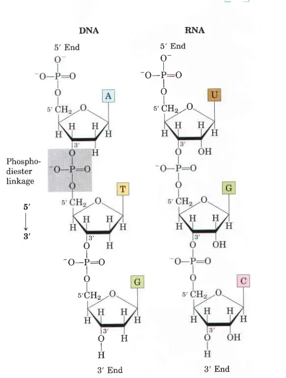 Phosphodiester Bonds Link Successive Nucleotides